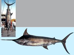 Image result for Makaira mazara