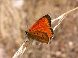 Attēlu rezultāti vaicājumam “Lycaena virgaureae”