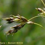 Attēlu rezultāti vaicājumam “Carex capillaris fruit”