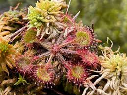 Attēlu rezultāti vaicājumam “Drosera rotundifolia”