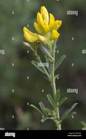 Attēlu rezultāti vaicājumam “Medicago x varia  flower”