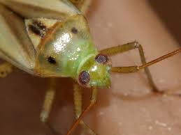 Attēlu rezultāti vaicājumam “Adelphocoris lineolatus imago”