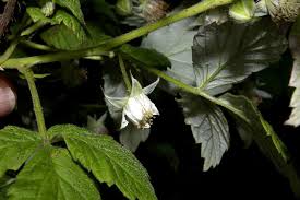 Attēlu rezultāti vaicājumam “Rubus idaeus”