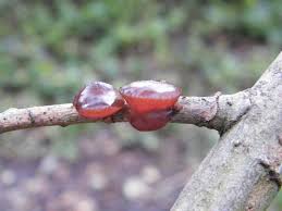 Attēlu rezultāti vaicājumam “Exidia repanda”