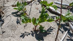 Attēlu rezultāti vaicājumam “Lathyrus japonicus subsp. maritimus fruit”