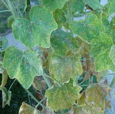 Attēlu rezultāti vaicājumam “Alcea rosea leaf”