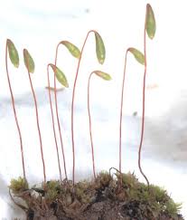 Attēlu rezultāti vaicājumam “Bryum capillare”