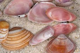 Attēlu rezultāti vaicājumam “Macoma baltica”