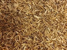 Image result for Wheatley Hill Angling Club