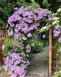 Attēlu rezultāti vaicājumam “Clematis”