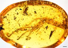 Attēlu rezultāti vaicājumam “myxomicetes”