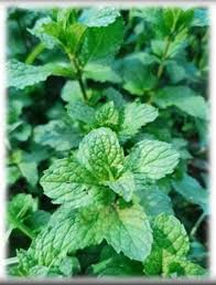 Image result for Mentha piperita