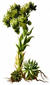 Attēlu rezultāti vaicājumam “Jovibarba globifera flower”