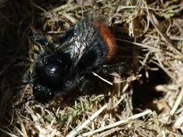 Attēlu rezultāti vaicājumam “Bombus lapidarius”