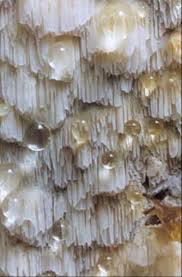 Attēlu rezultāti vaicājumam “Antrodia albida”