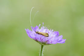 Attēlu rezultāti vaicājumam “Nemophora metallica”