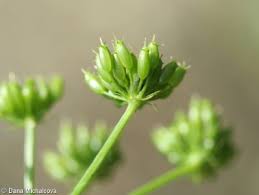 Attēlu rezultāti vaicājumam “Oenanthe aquatica”