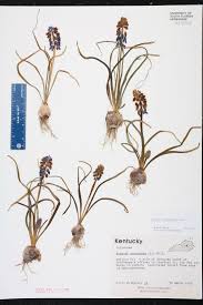 Attēlu rezultāti vaicājumam “Muscari neglectum”