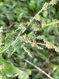 Attēlu rezultāti vaicājumam “Atriplex patula fruit”