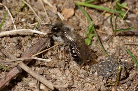 Attēlu rezultāti vaicājumam “Andrena vaga”