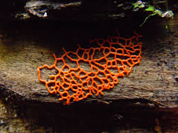 Attēlu rezultāti vaicājumam “Willkommlangea reticulata spores”