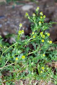 Attēlu rezultāti vaicājumam “Matricaria discoidea flower”