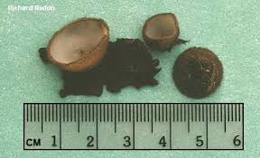 Attēlu rezultāti vaicājumam “Humaria hemisphaerica”