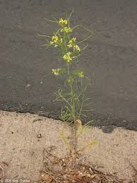 Attēlu rezultāti vaicājumam “Sisymbrium altissimum leaf”
