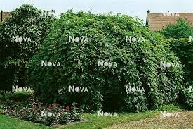 Attēlu rezultāti vaicājumam “Fraxinus excelsior Pendula”