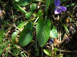 Attēlu rezultāti vaicājumam “Viola hirta leaf”