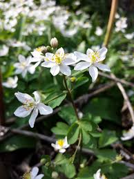 Attēlu rezultāti vaicājumam “Isopyrum thalictroides flower”