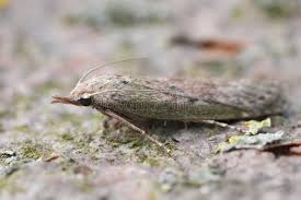 Attēlu rezultāti vaicājumam “Aphomia sociella female”