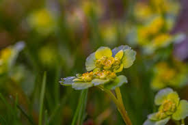 Attēlu rezultāti vaicājumam “Chrysosplenium alternifolium flower”