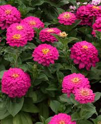 Image result for Zinnia elegans