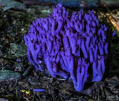 Attēlu rezultāti vaicājumam “Clavaria zollingeri”