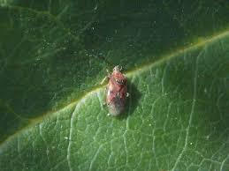 Attēlu rezultāti vaicājumam “Kleidocerys resedae imago”