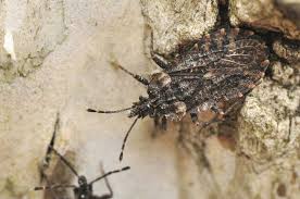 Attēlu rezultāti vaicājumam “Aradus betulae”