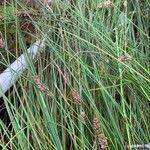 Attēlu rezultāti vaicājumam “Carex lasiocarpa male flower”
