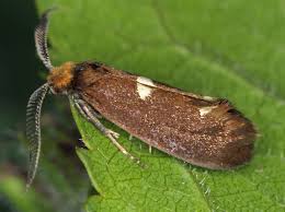 Attēlu rezultāti vaicājumam “Incurvariidae”