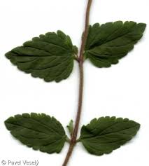 Image result for Veronica chamaedrys