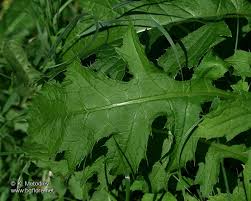 Attēlu rezultāti vaicājumam “Cirsium oleraceum leaf”