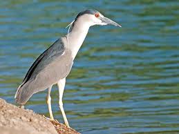 Image result for Nycticorax nycticorax