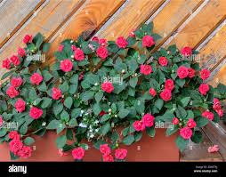 Image result for Impatiens balsamina