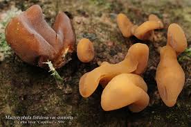 Attēlu rezultāti vaicājumam “Macrotyphula fistulosa var. contorta”