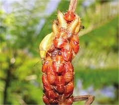 Attēlu rezultāti vaicājumam “Cribraria rubiginosa macro”