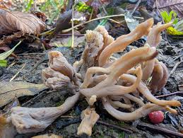 Attēlu rezultāti vaicājumam “Clavulina rugosa”