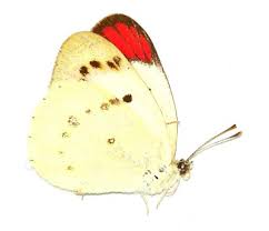 Attēlu rezultāti vaicājumam “Pieridae”