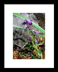 Attēlu rezultāti vaicājumam “Polygala vulgaris”