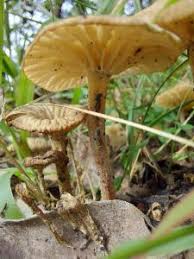 Attēlu rezultāti vaicājumam “Collybia tuberosa”