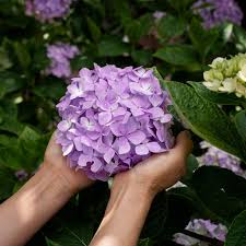 Attēlu rezultāti vaicājumam “Hydrangea”